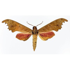 /filer/webapps/moths/media/images/G/goodii_Phylloxiphia_AM_Basquin_02.jpg