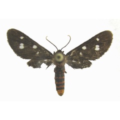 /filer/webapps/moths/media/images/S/schultzei_Anapisa_HT_ZMHBa.jpg