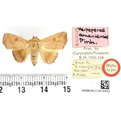 /filer/webapps/moths/media/images/A/amaniensis_Herpeperas_HT_BMNH.jpg