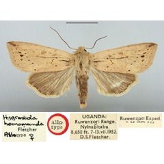 /filer/webapps/moths/media/images/H/homomunda_Hygrostola_AT_BMNH.jpg