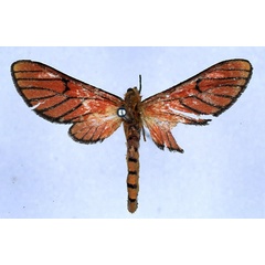 /filer/webapps/moths/media/images/M/miniata_Rhipidarctia_PT_BMNH_01.jpg