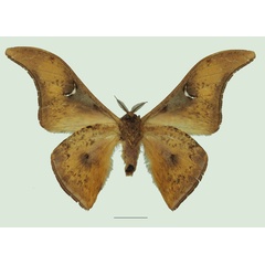 /filer/webapps/moths/media/images/T/thia_Dogoia_AM_Basquinb.jpg