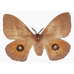 /filer/webapps/moths/media/images/P/pygmaea_Rohaniella_AF_Basquin.jpg