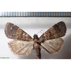 /filer/webapps/moths/media/images/U/uliginosalis_Hydrillodes_AF_Bippus.jpg