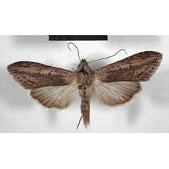 /filer/webapps/moths/media/images/O/ochribasis_Cucullia_AF_MSNM.jpg