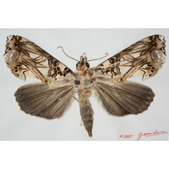 /filer/webapps/moths/media/images/S/speciosissima_Plusiodonta_AM_ALbert.jpg