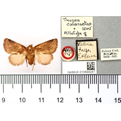 /filer/webapps/moths/media/images/C/cataractae_Thosea_AT_BMNH.jpg