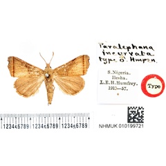 /filer/webapps/moths/media/images/I/incurvata_Paralephana_HT_BMNH.jpg