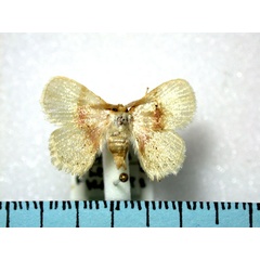 /filer/webapps/moths/media/images/R/roseofasciata_Chrysectropa_A_Revell.jpg