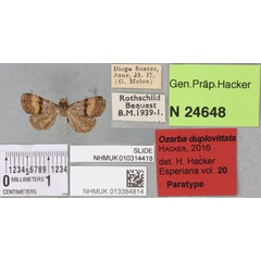 /filer/webapps/moths/media/images/D/duplovittata_Ozarba_PTM_BMNH_01a.jpg