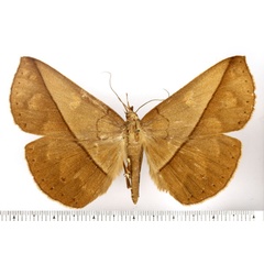 /filer/webapps/moths/media/images/L/lacista_Deinypena_AF_BMNH.jpg