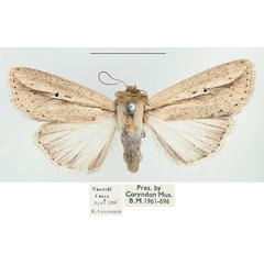 /filer/webapps/moths/media/images/M/melanostrota_Leucania_AM_BMNH_01.jpg