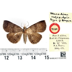 /filer/webapps/moths/media/images/R/rufipalpis_Mecodina_HT_BMNH.jpg