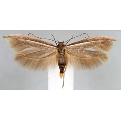 /filer/webapps/moths/media/images/L/lahaivora_Scythris_HT_BMNH.jpg