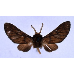 /filer/webapps/moths/media/images/F/flaviceps_Rhipidarctia_HT_BMNH_01.jpg