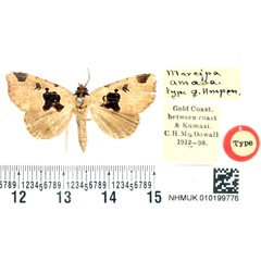 /filer/webapps/moths/media/images/A/amaba_Marcipa_HT_BMNH.jpg