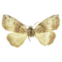 /filer/webapps/moths/media/images/S/smithi_Watsonopsestis_PTF_BMNH.jpg