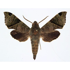 /filer/webapps/moths/media/images/G/griseata_Temnora_AM_Basquin.jpg
