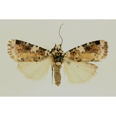 /filer/webapps/moths/media/images/A/ageta_Euxootera_AM_RMCA.jpg