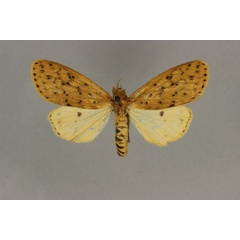 /filer/webapps/moths/media/images/I/intensa_Eyralpenus_LT_BMNH.jpg