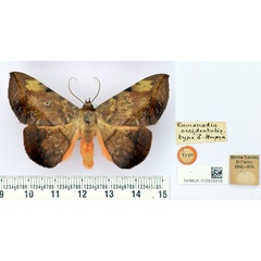 /filer/webapps/moths/media/images/O/occidentalis_Enmonodia_HT_BMNH.jpg