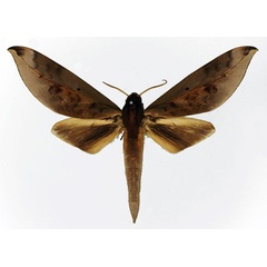/filer/webapps/moths/media/images/O/oberthueri_Phylloxiphia_AM_Basquin_01a.jpg