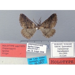 /filer/webapps/moths/media/images/L/lignitea_Drepanogynis_HT_TMSA.jpg