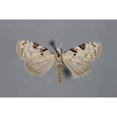/filer/webapps/moths/media/images/B/biangulata_Nola_A_BMNH.jpg