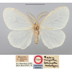 /filer/webapps/moths/media/images/M/mayotta_Redoa_HT_BMNH.jpg