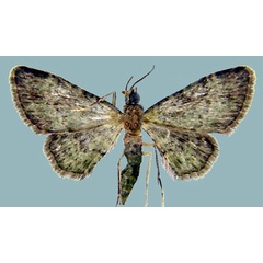 /filer/webapps/moths/media/images/G/grisea_Chloroclystis_AM_ZSMa.jpg