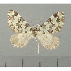 /filer/webapps/moths/media/images/A/alpinaria_Piercia_HT_TMSA.jpg