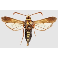 /filer/webapps/moths/media/images/R/rhynchiformis_Fortikona_HT_SMNSb.jpg