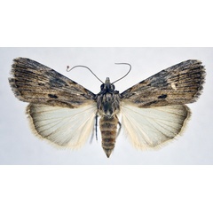 /filer/webapps/moths/media/images/L/legrandi_Hypotacha_AF_NHMO.jpg
