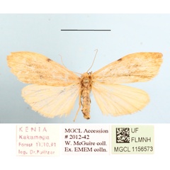 /filer/webapps/moths/media/images/P/peperita_Aroterosia_A_MGCLa_02_B8ZSlNa.JPG