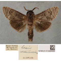 /filer/webapps/moths/media/images/C/crassilineatus_Cossus_LT_BMNH.jpg