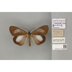 /filer/webapps/moths/media/images/I/infumata_Nyctemera_ST_BMNH_08a.jpg