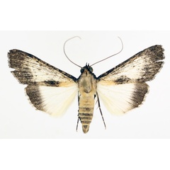 /filer/webapps/moths/media/images/W/watusi_Audea_AF_TMSA_02.jpg