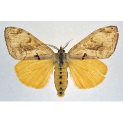 /filer/webapps/moths/media/images/D/diatoma_Hemerophanes_AF_NHMO.jpg