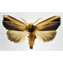 /filer/webapps/moths/media/images/G/gallans_Eutimia_AM_NHMO.jpg