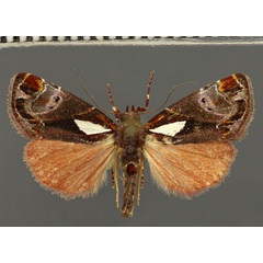 /filer/webapps/moths/media/images/M/mabillei_Maliattha_AM_Fiebig_02.jpg