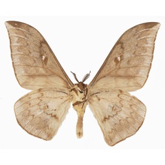 /filer/webapps/moths/media/images/S/santini_Pseudobunaea_AM_Basquinb.jpg