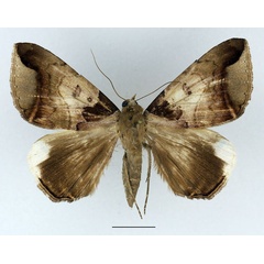 /filer/webapps/moths/media/images/I/indicabilis_Achaea_AF_Basquin_01.jpg