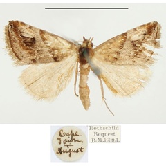 /filer/webapps/moths/media/images/S/sabia_Thalpochares_AM_BMNH.jpg