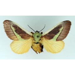/filer/webapps/moths/media/images/D/dukei_Stroter_AF_TMSA.jpg