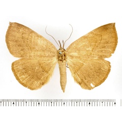/filer/webapps/moths/media/images/E/electa_Aburina_AF_BMNH.jpg