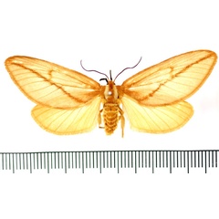 /filer/webapps/moths/media/images/A/aprica_Hadraphe_AF_BMNH.jpg