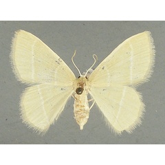 /filer/webapps/moths/media/images/A/articulicornis_Chlorissa_AF_TMSA.jpg