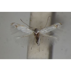 /filer/webapps/moths/media/images/O/obelacma_Leucoptera_A_BMNH_01.jpg