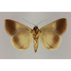 /filer/webapps/moths/media/images/R/reducta_Stenopis_AF_MNHN_02.jpg