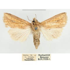 /filer/webapps/moths/media/images/P/pyrausta_Mythimna_AF_BMNH.jpg
